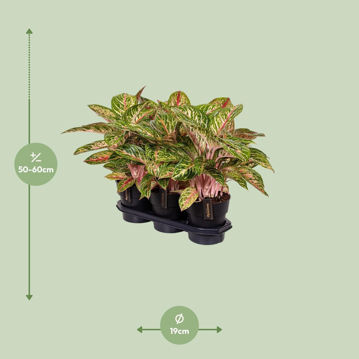 Aglaonema Kokosmeloen - Ø19cm - ↕60cm