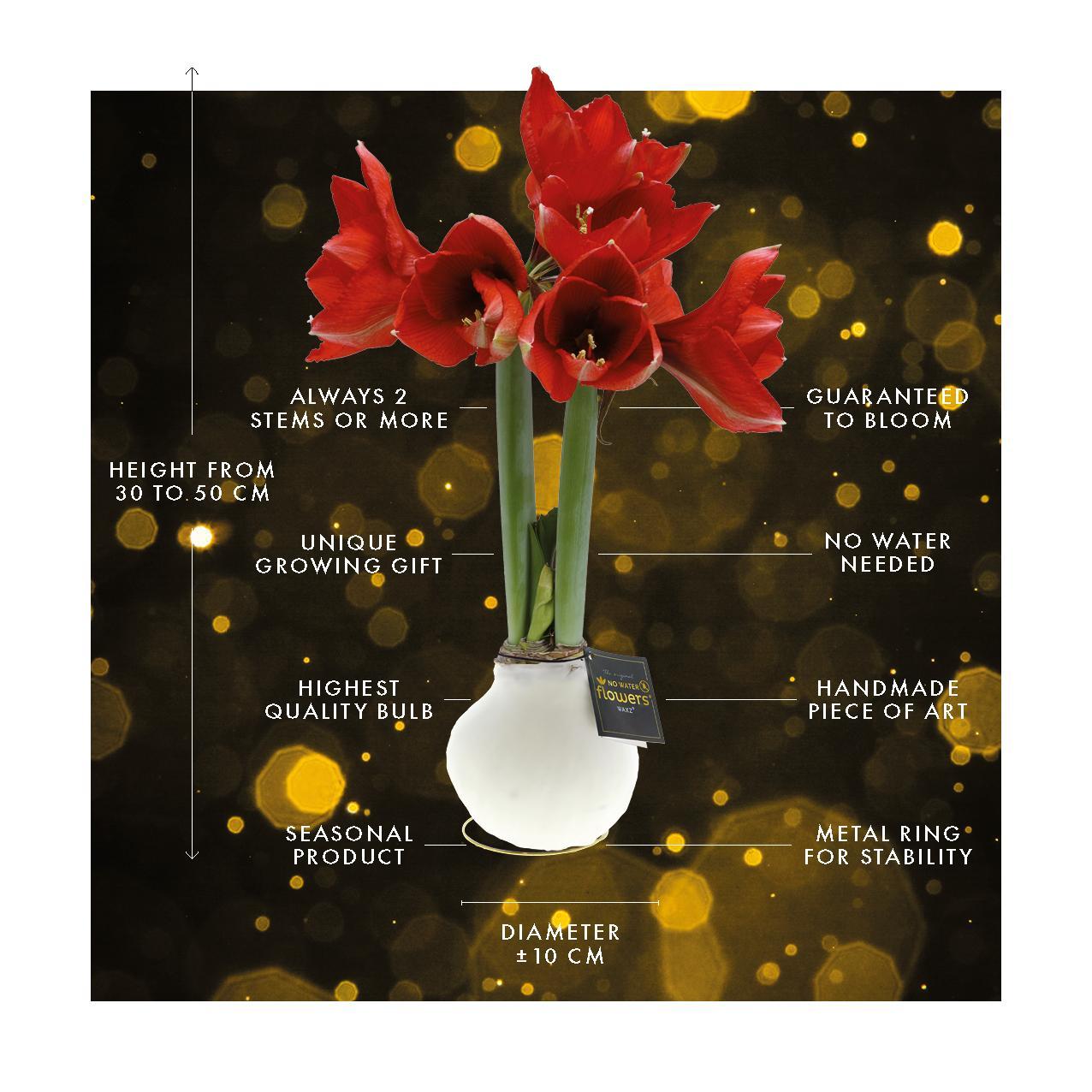 No Water Flowers® (wax amaryllis) | Univerz Saturnus - Green + Red flower