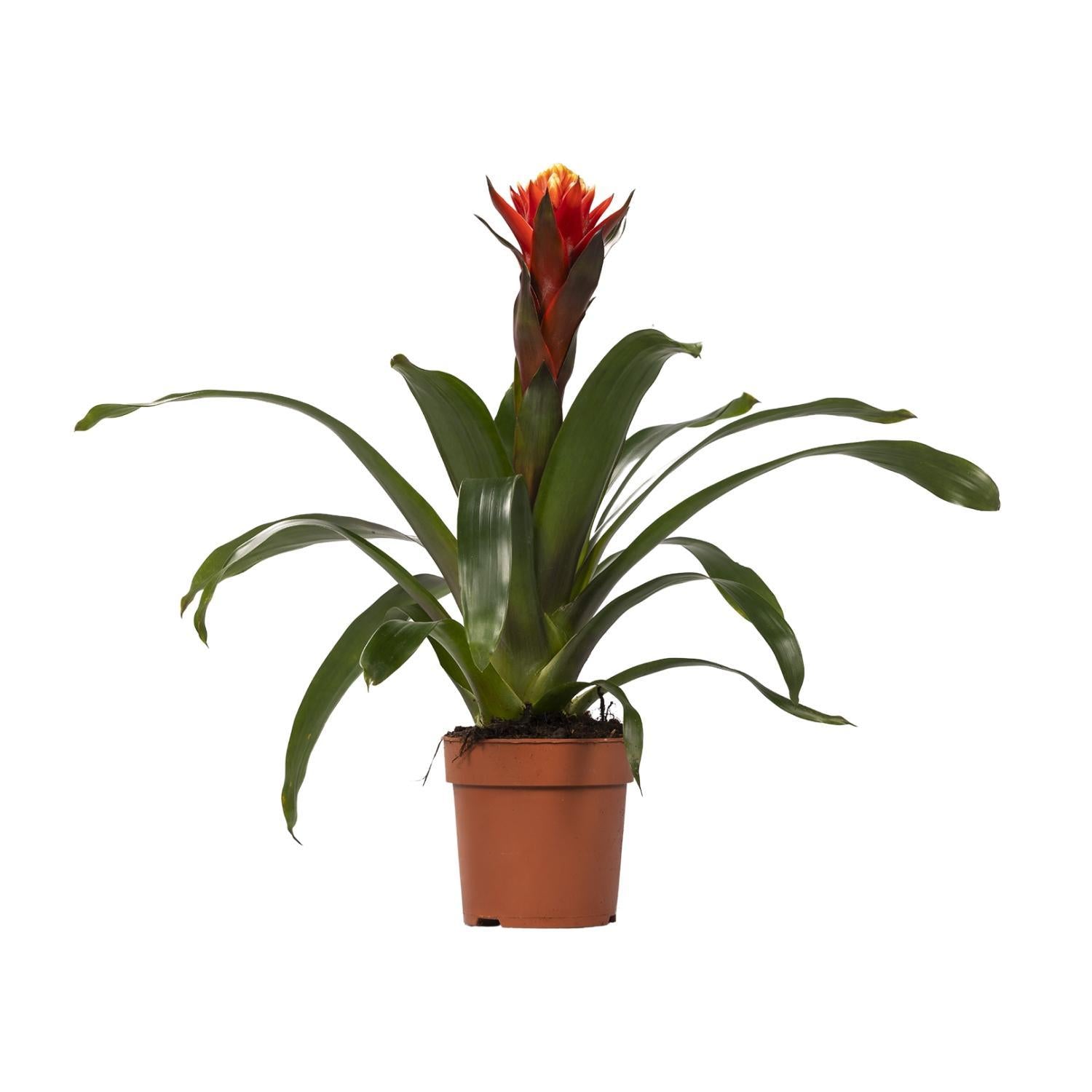 Guzmania-geluk - Ø12 ↕45