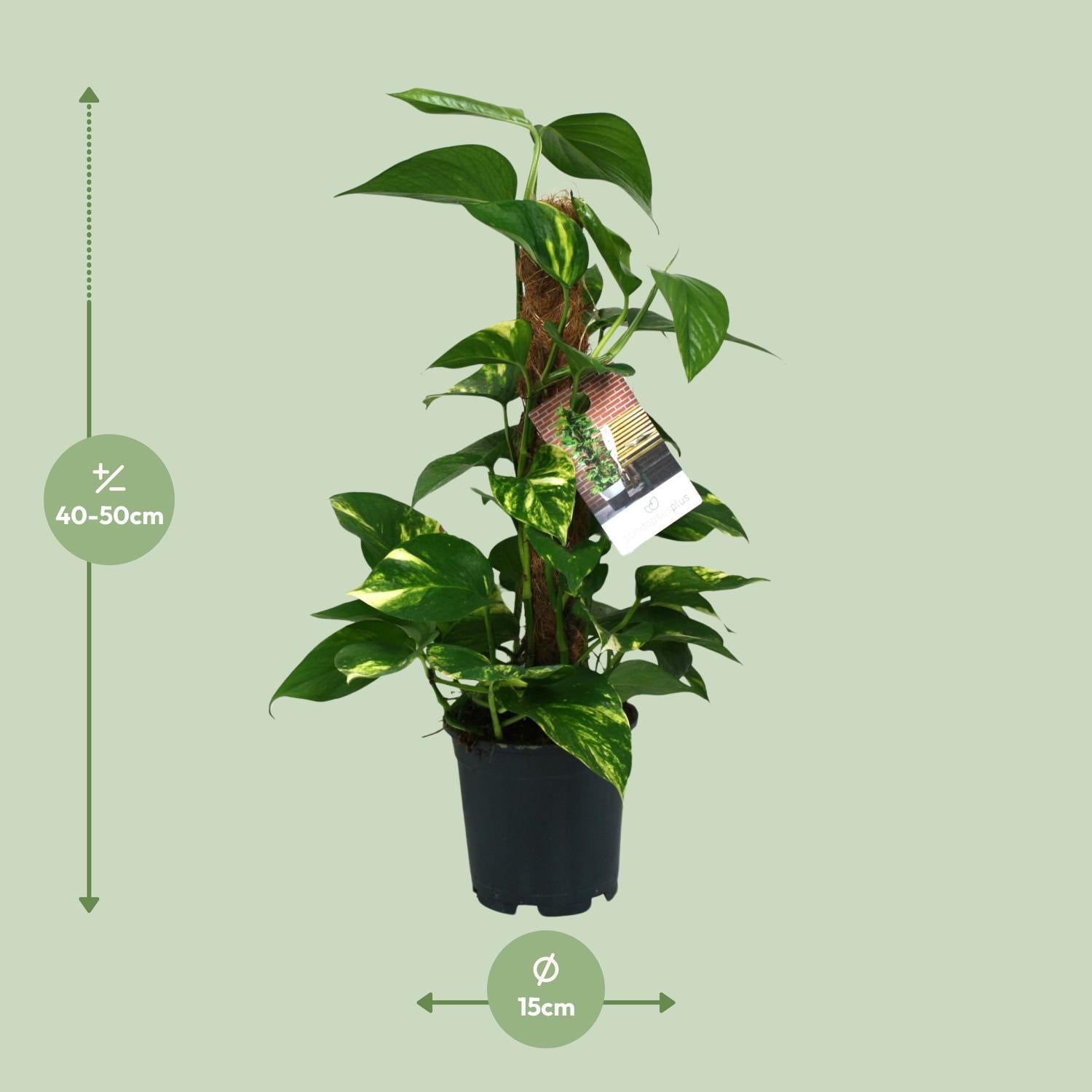 Scindapsus Epipremnum - Ø15cm - ↕50cm