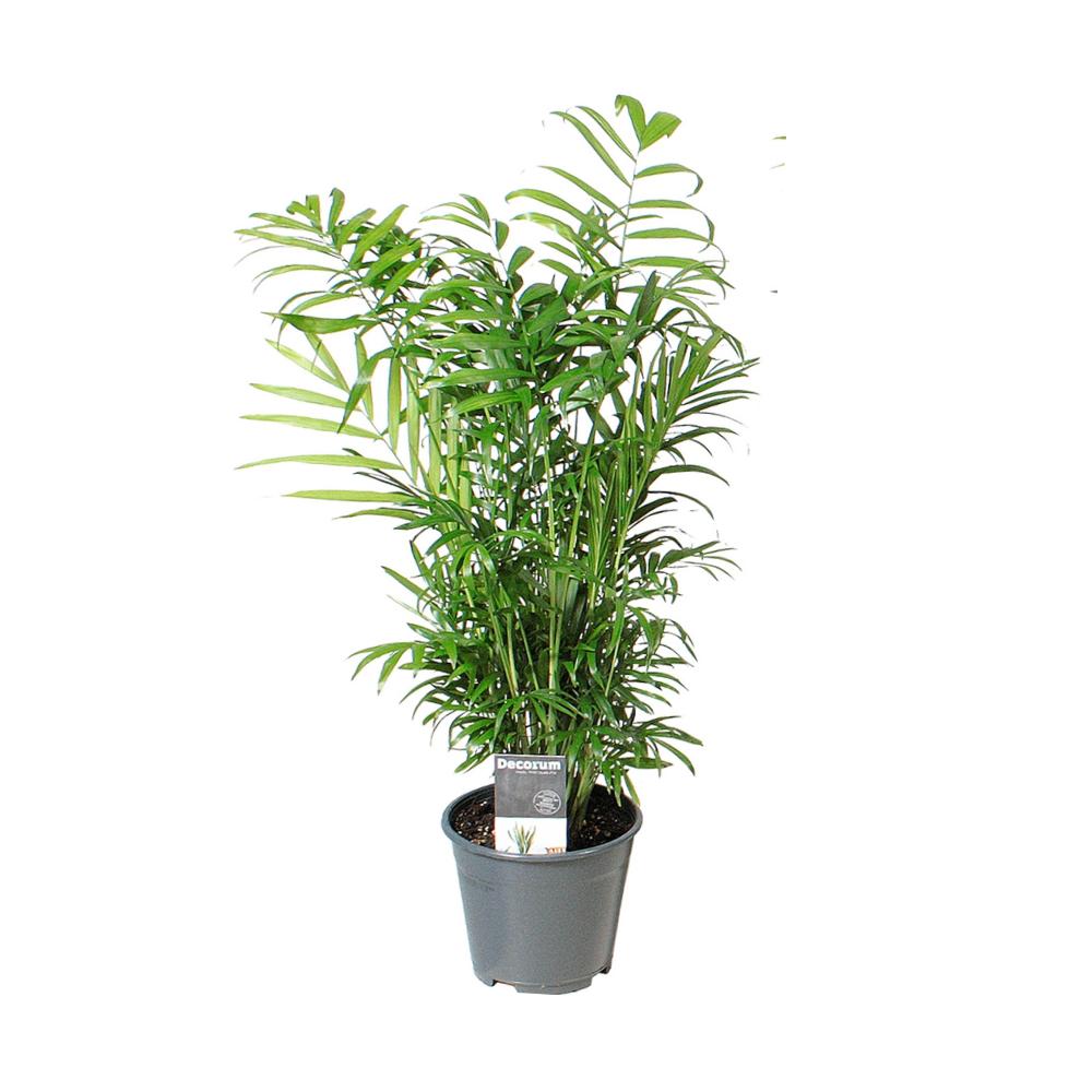 Mexikanische Bergpalme - Chamaedorea Elegans - Ø14cm - ↕55cm