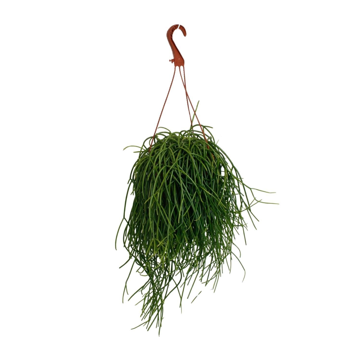 Korallenkaktus - Rhipsalis Shaferi Kaktus - Ø17cm - ↕45cm