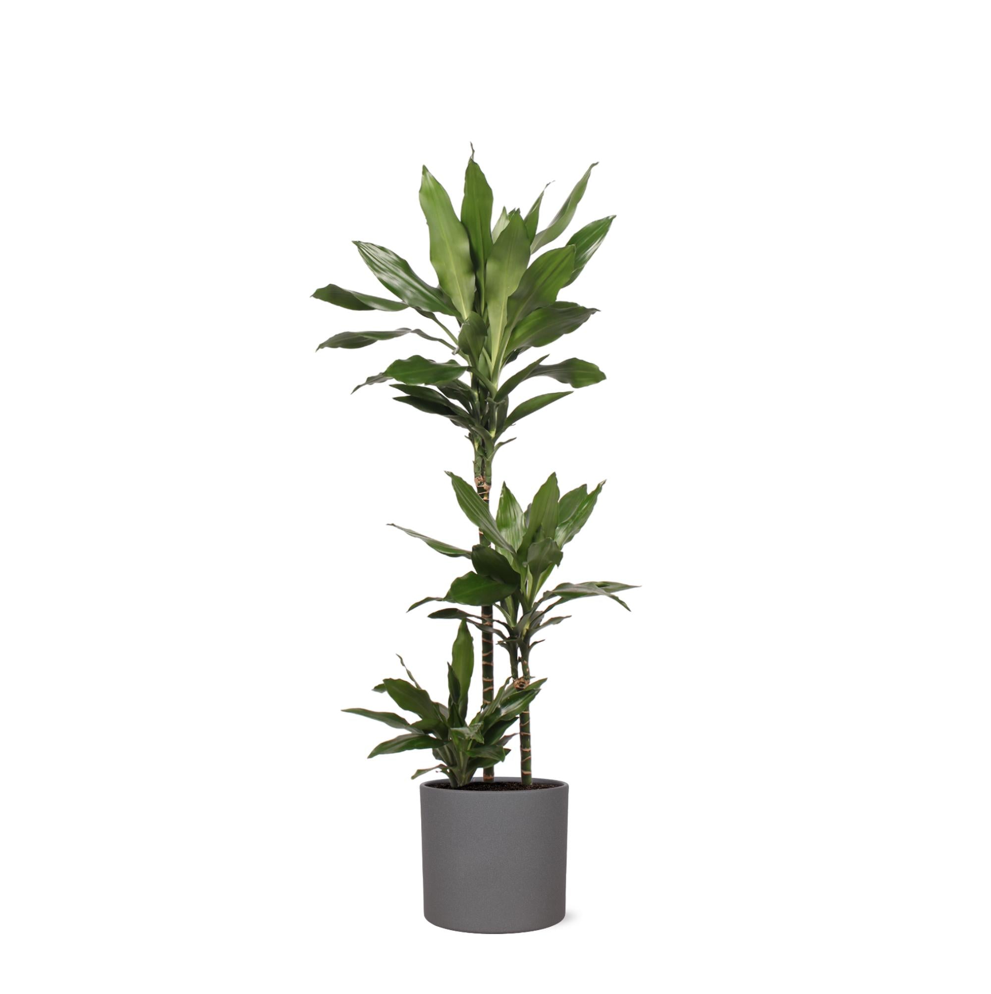 Drachenbaum Janet Lind - Dracaena Janet Lind Ø24cm ↕120cm in Era ANTRACIET Topf