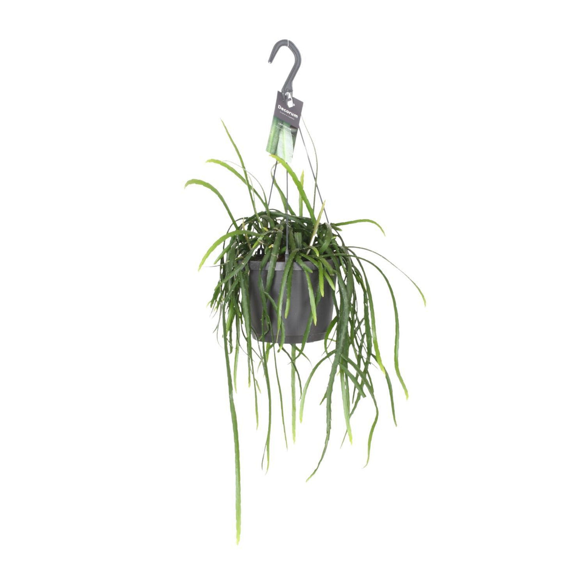 Blattkaktus - Lepismium Bolivianum - Ø17cm