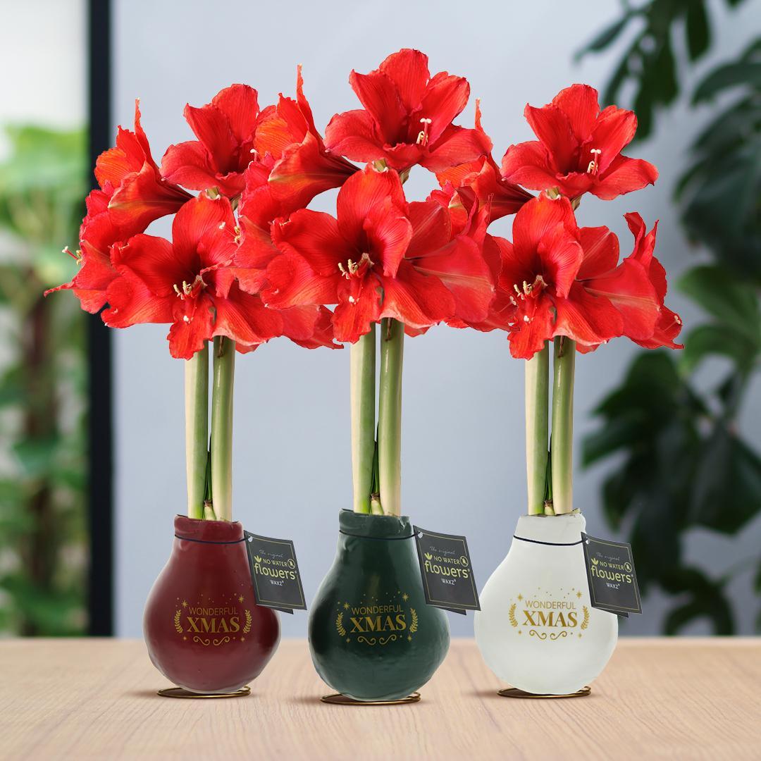 No Water Flowers® (wax amaryllis) | Waxz® Printz "Wonderful XMAS" Mix (3 pack) + Red flower