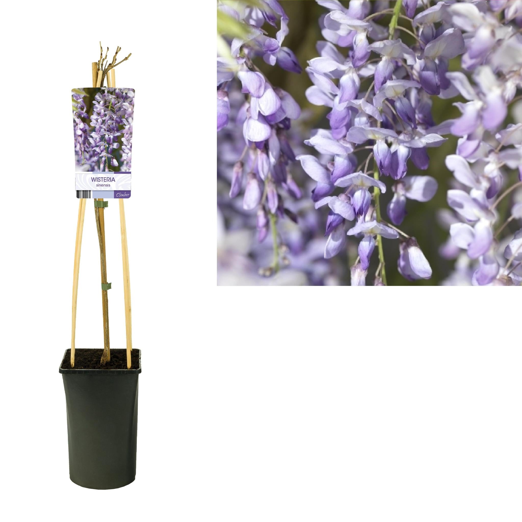 Blauweregen Sinensis +licht Etiket - Ø17cm - ↕75cm