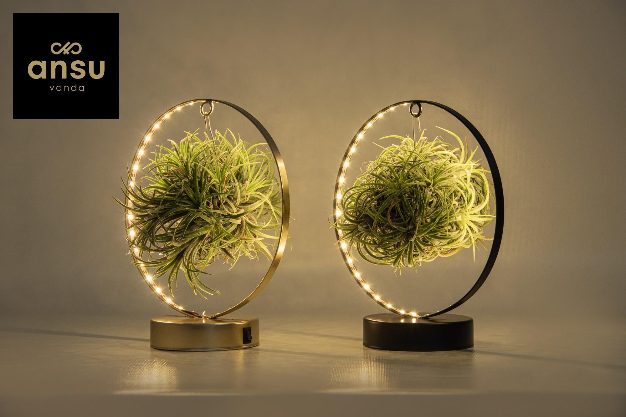 Bromelie-Luftpflanze - Tillandsia Led Edition - im Hängegestell aus Metall - Ø11 cm - ↕23 cm   2 Stück