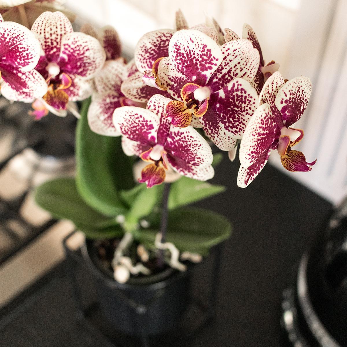 Orchidee COMBI DEAL von 2 gelben roten Phalaenopsis-Orchideen - Spanien - Topfgröße Ø9cm | blühende Zimmerpflanze - frisch vom Züchter