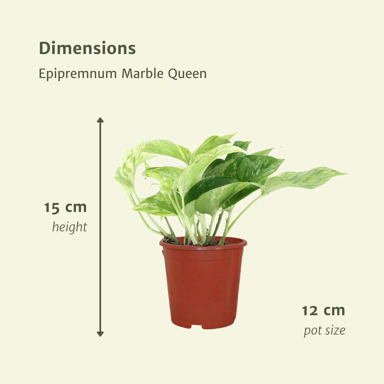 Efeutute - Epipremnum Aureum Marble Queen - Ø12cm - ↕15cm  4 Stück