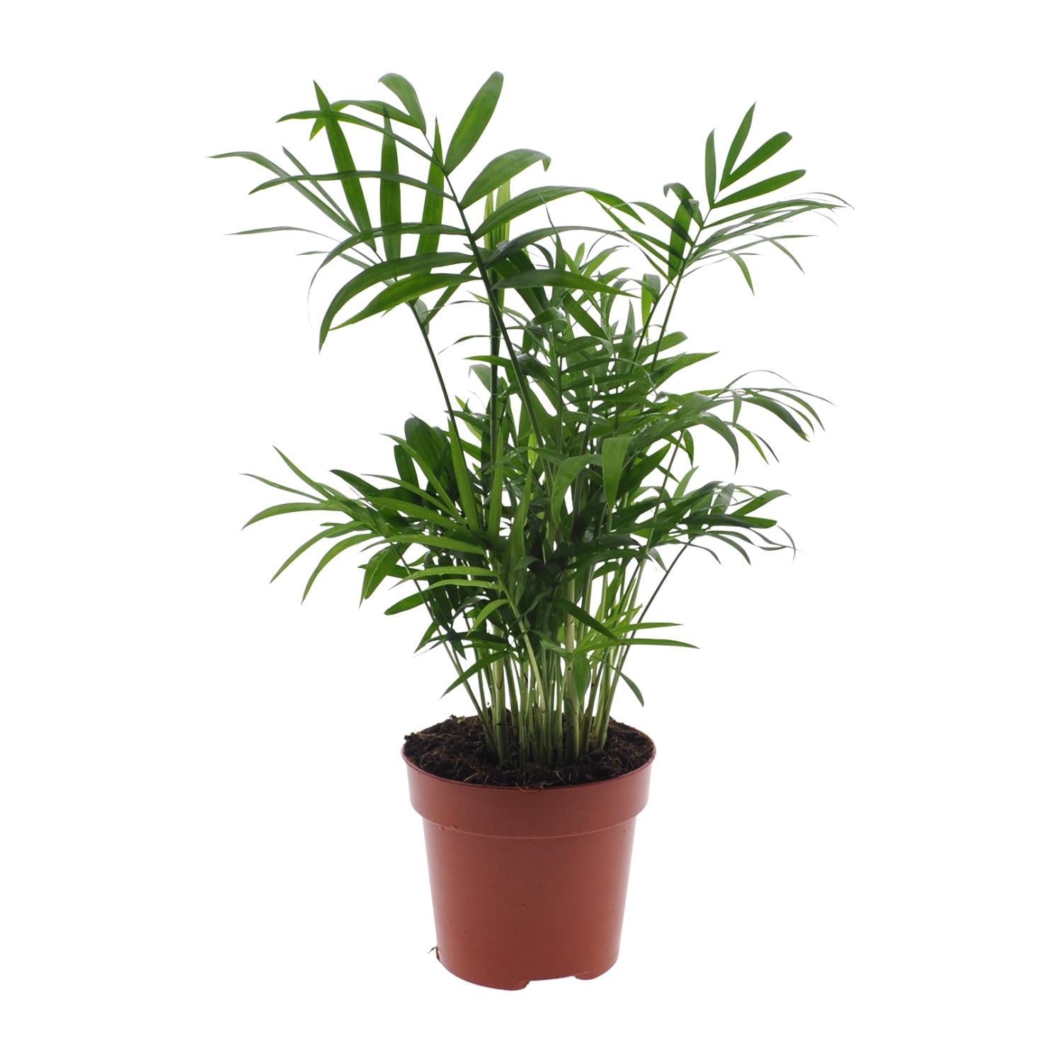 Mexikanische Bergpalme - Chamaedorea Elegans - Ø12 - ↨40cm