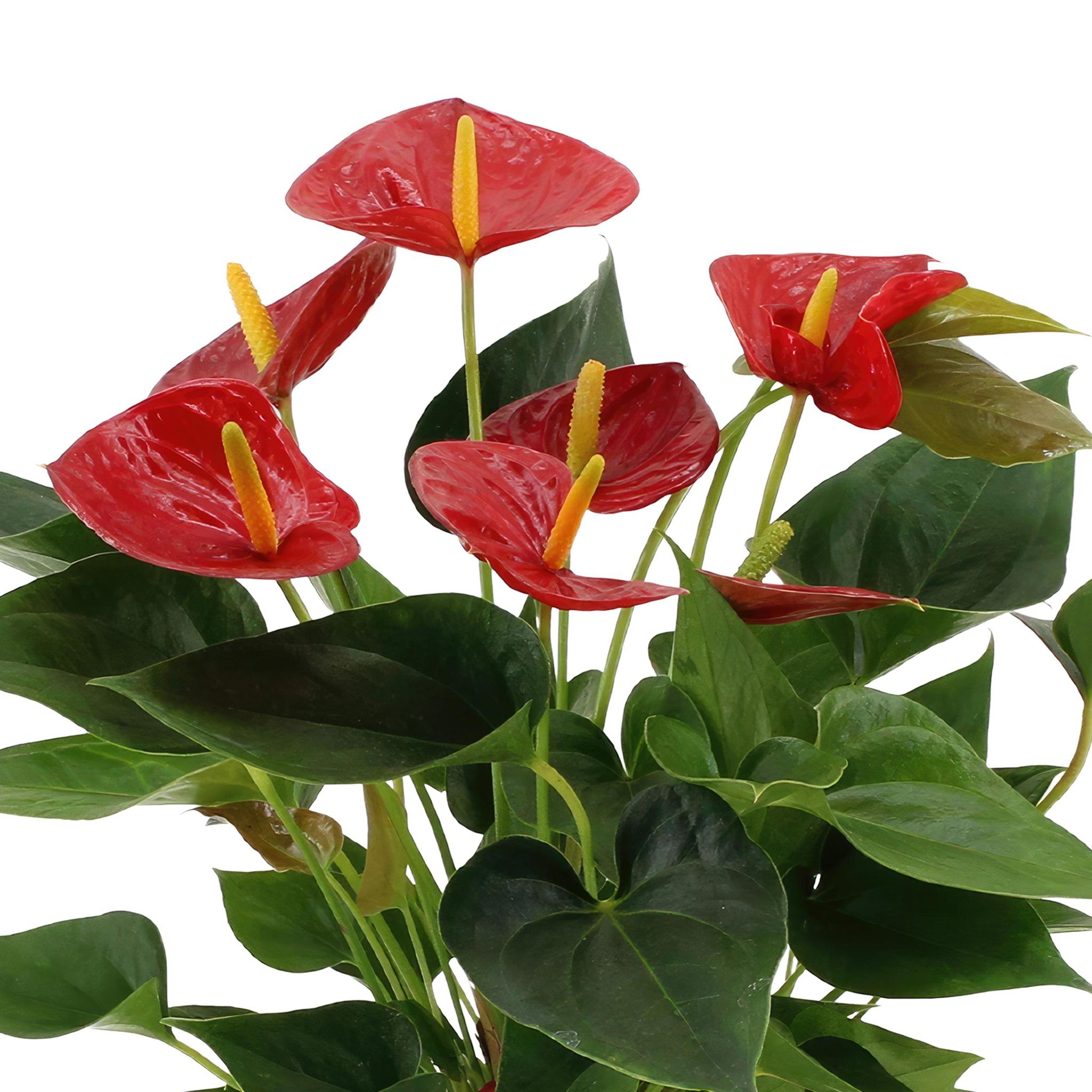 Anthurium andreanum Diamant Rood incl. PURE zink - 45cm - Ø12