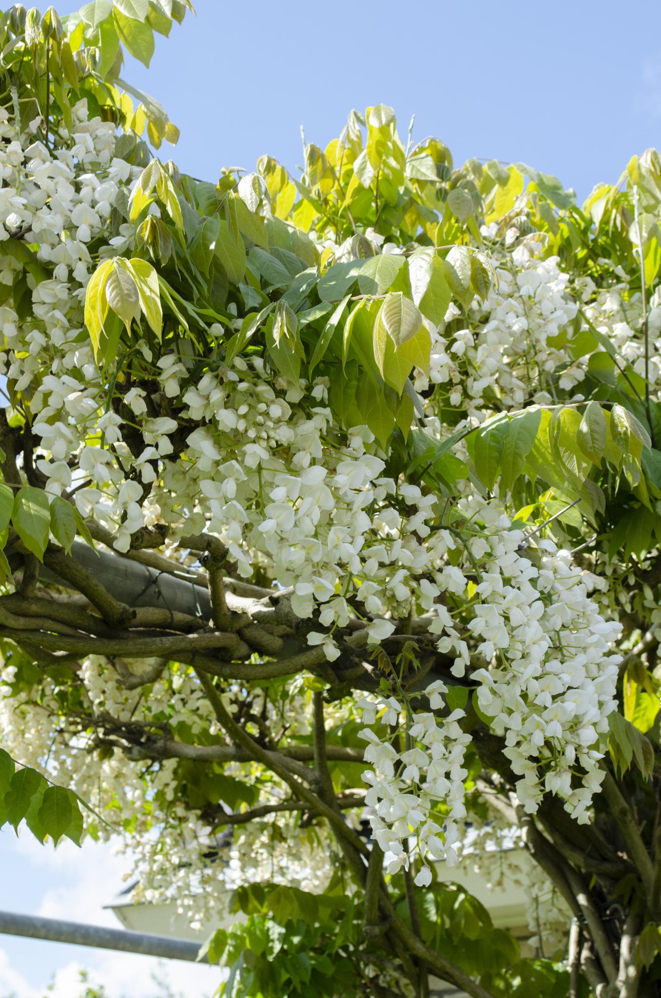 Wisteria floribunda 'Longissima Alba' - Weißer Regen