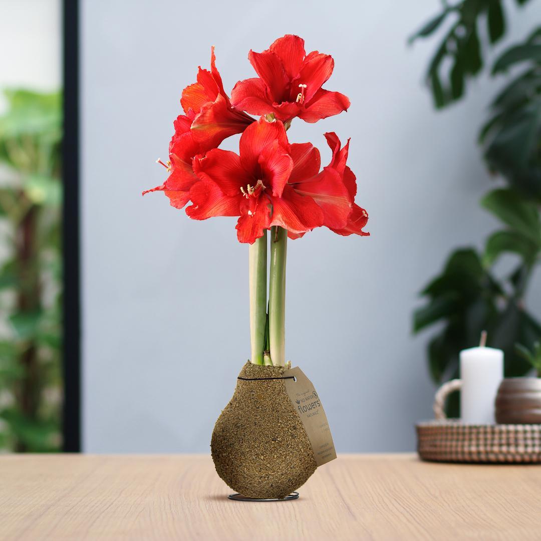 No Water Flowers® (wax amaryllis) | Naturalz Corkz - Beige + Red flower