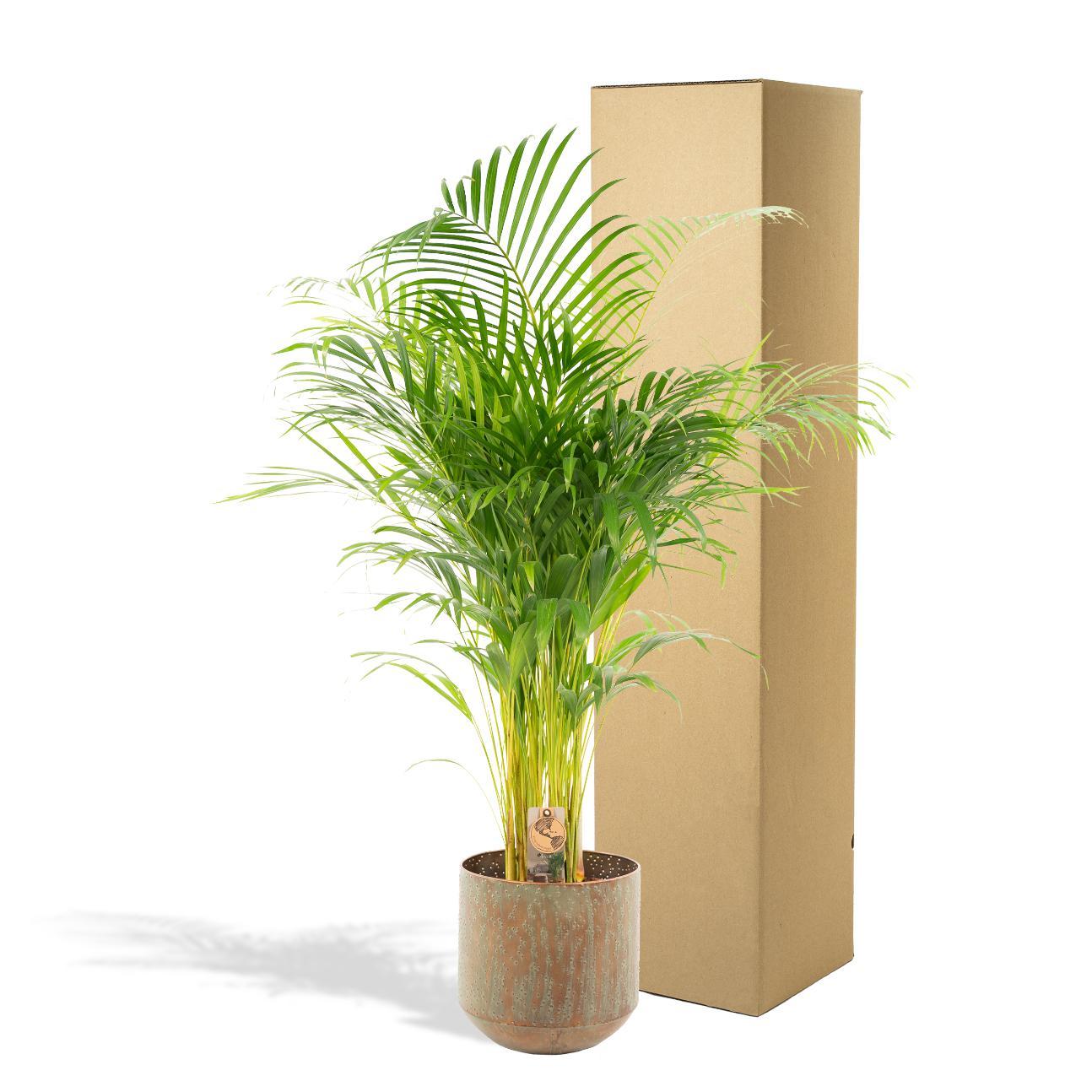 Arecapalm met pot - ↨110cm - Ø21cm