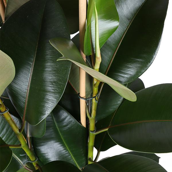 Gummibaum Ficus Elastica Robusta Ø27cm - ↕115cm in Boule ANTRACIET Topf