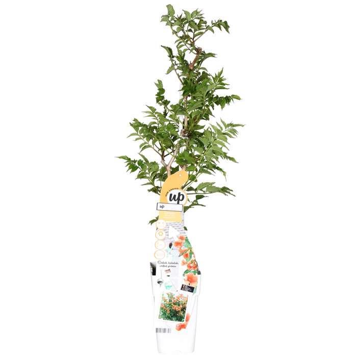 Trompetenblume Campsis Indian Summer - orange - Ø15 - ↨65cm