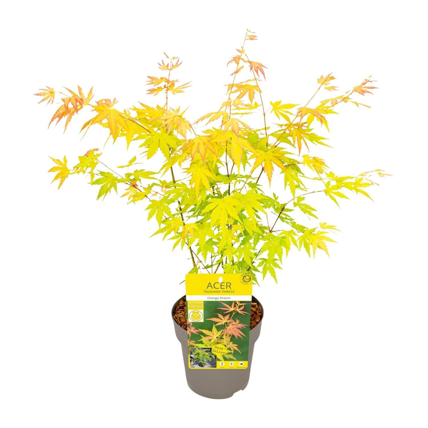 Japanischer Ahorn 'Orange - Acer palmatum Orange Dream - Ø15 - ↨30cm