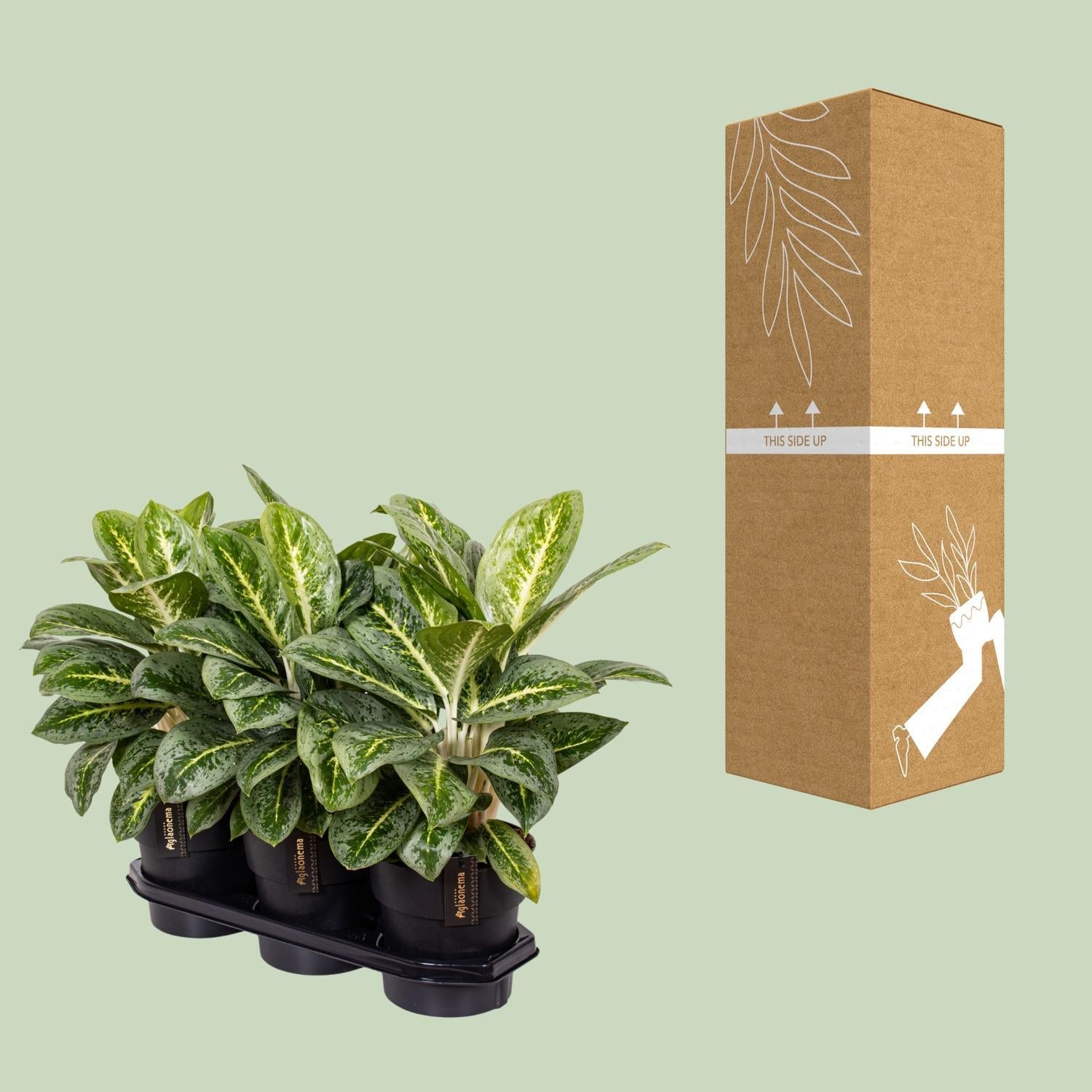 Aglaonema Citroen Munt - Ø19cm - ↕50cm