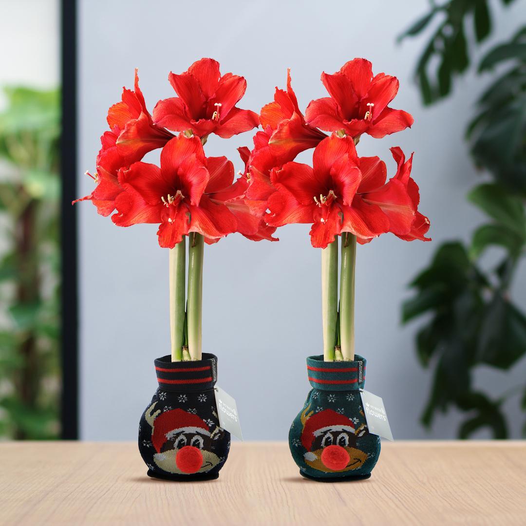 No Water Flowers® (wax amaryllis) | Fashionz Xmas Fun Rudolph Mix (2 pack) + Red flower