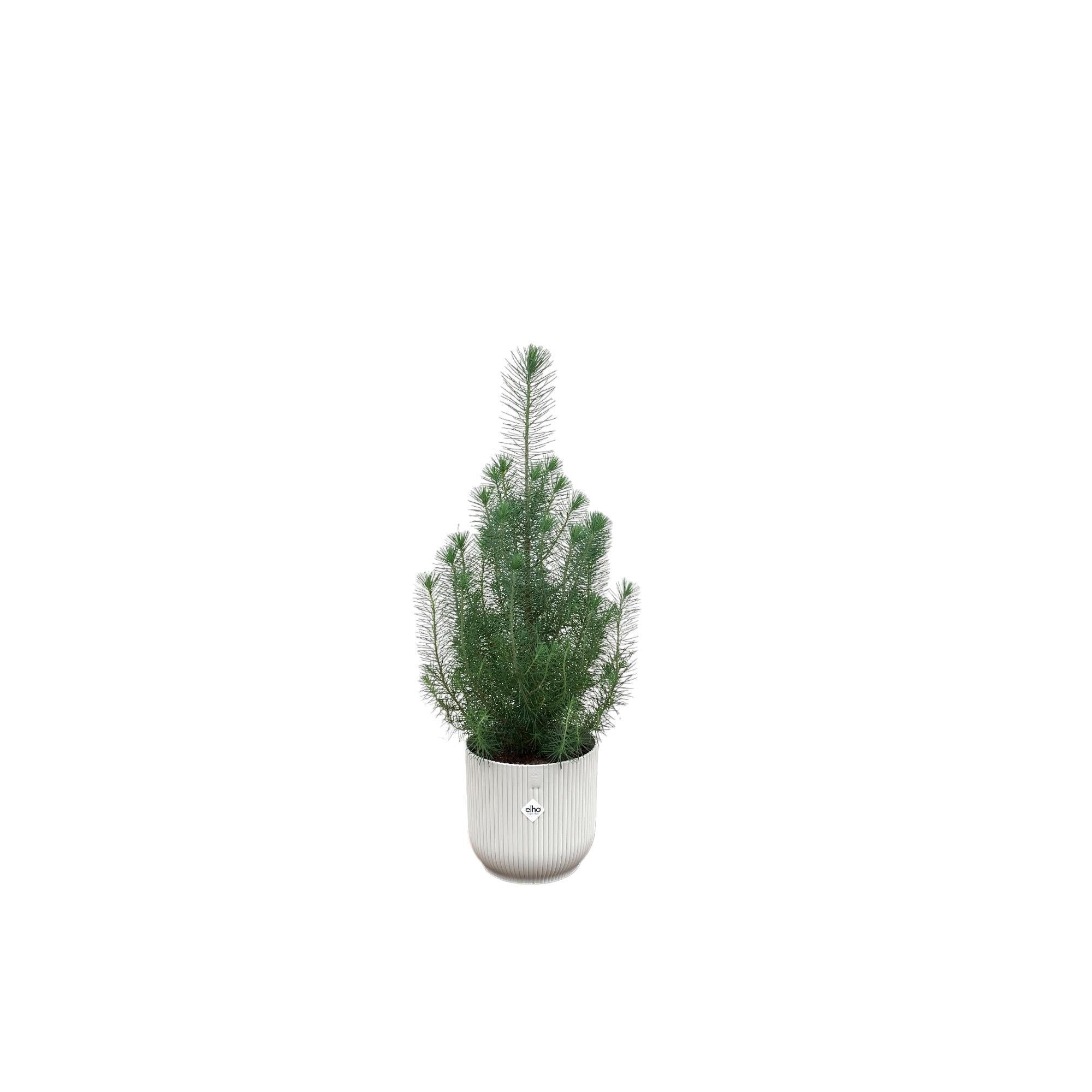 Pinus Pinea inclusief elho Vibes Fold Round Topf weiß Ø18 - 50 cm