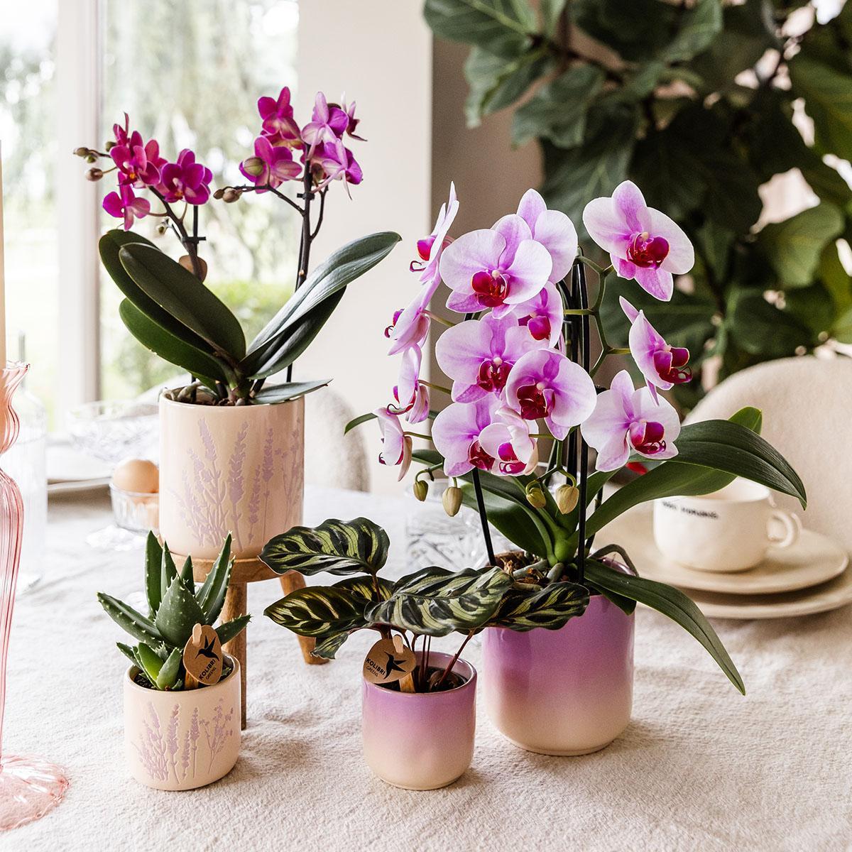 Orchidee Niagara Fälle - Rosa Orchidee Niagara Falls + Gradience Blumentopf Pink - Topfgröße Ø9cm | Blühende Zimmerpflanze - Frisch vom Züchter