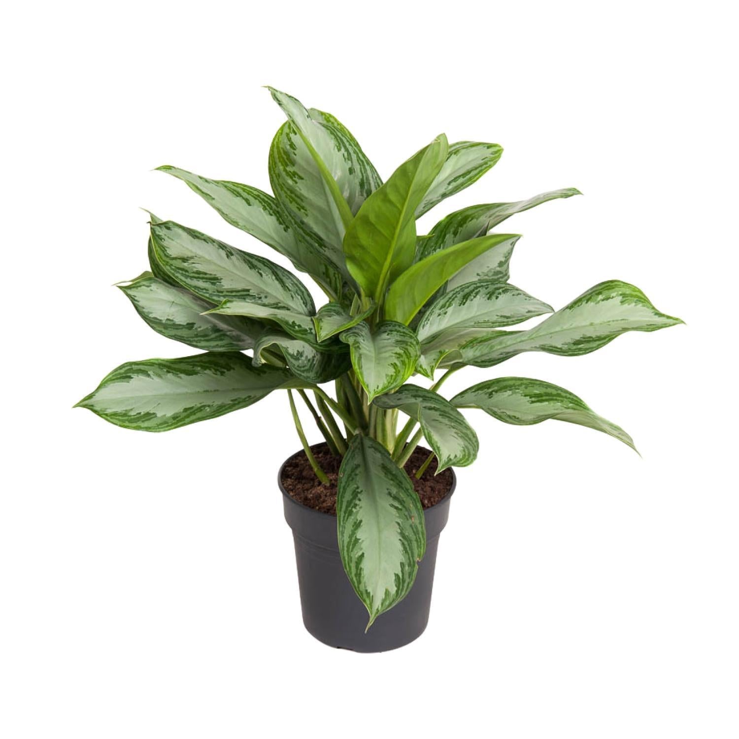 Kolbenfaden - Aglaonema Cutlass - Ø19cm - ↕60cm