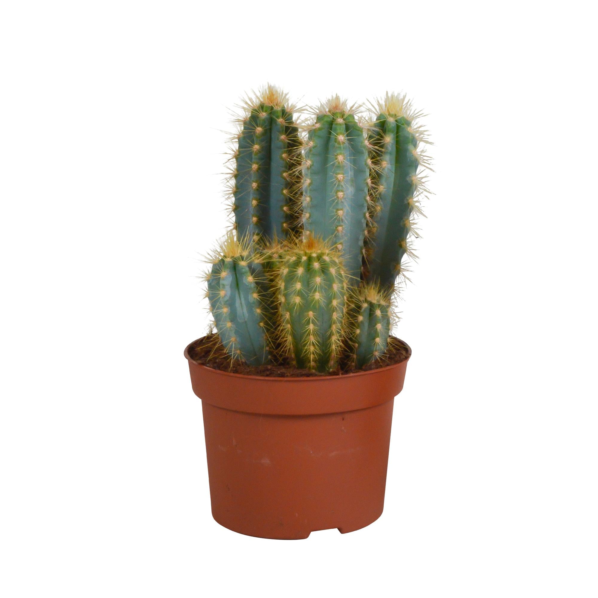 Pilosocereus azureus - 12cm - zonder pot