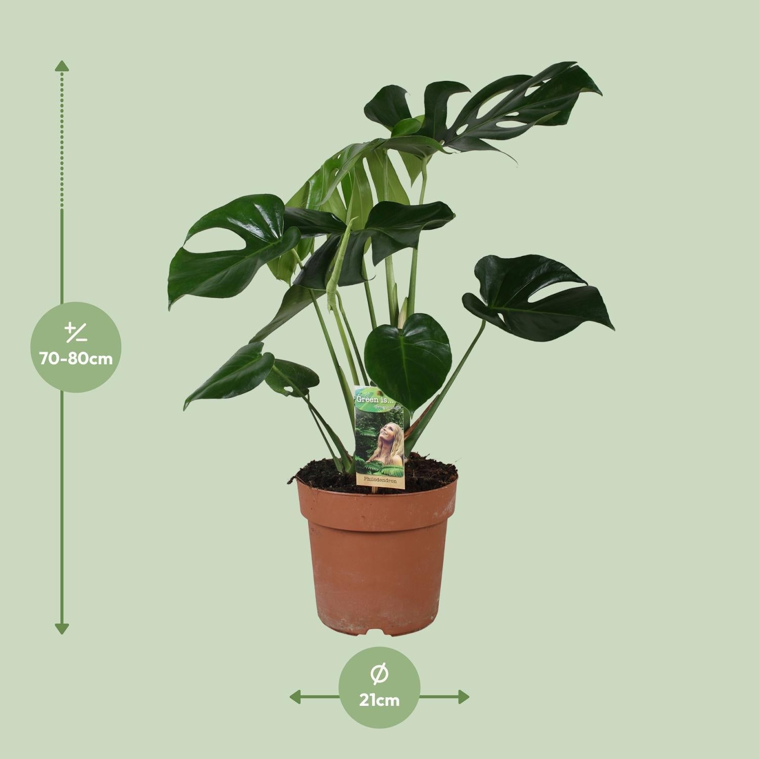 Schweizer Käsepflanze - Monstera Deliciosa - Ø21cm - ↕80cm