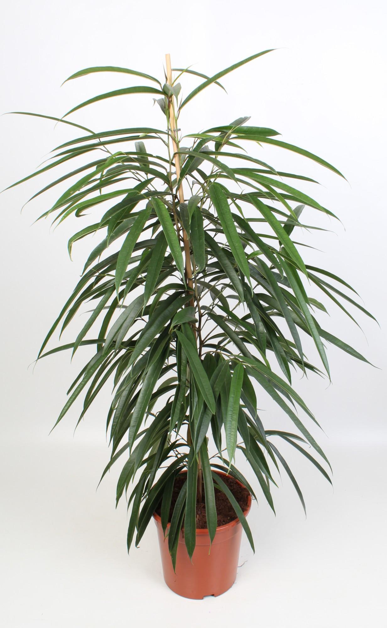 Birkenfeige - Ficus Binnendijkii Alii 21 Cm - Ø21cm - ↕100cm