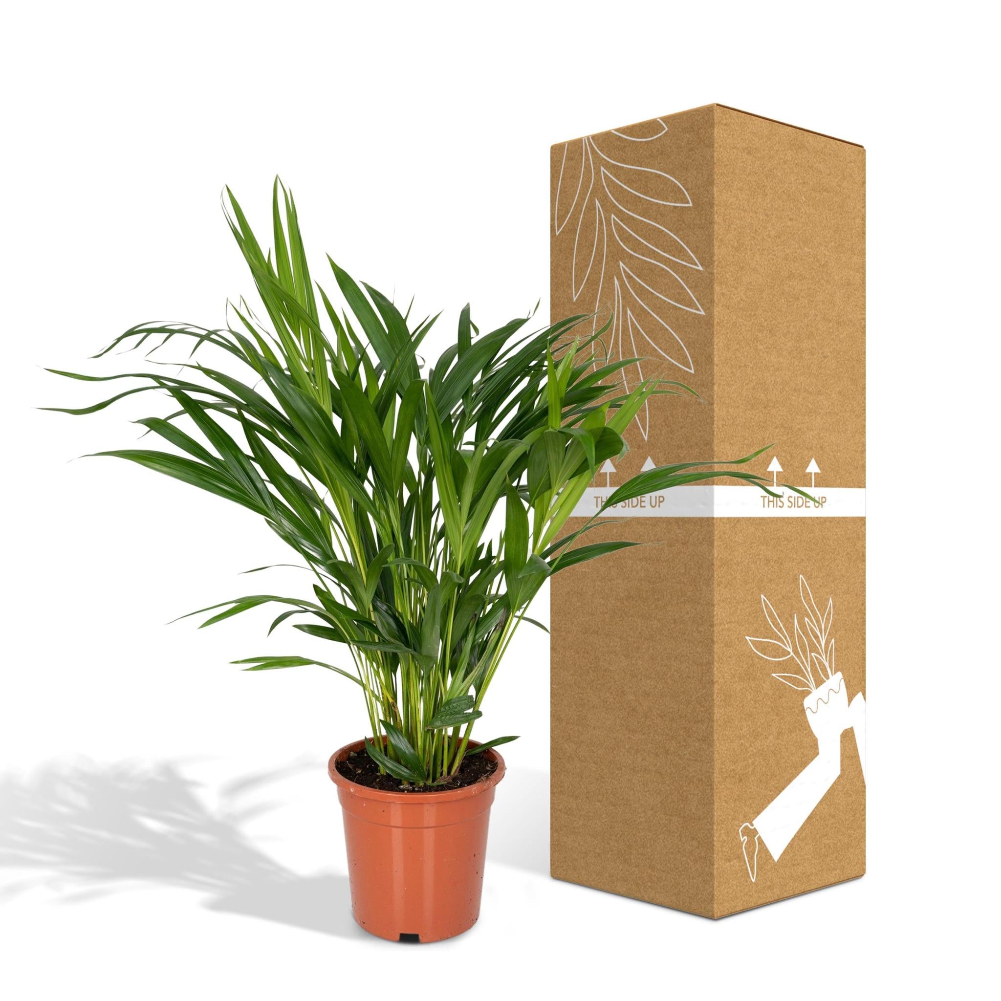 Arecapalme  Dypsis  Lutescens - Ø17 - ↨60cm