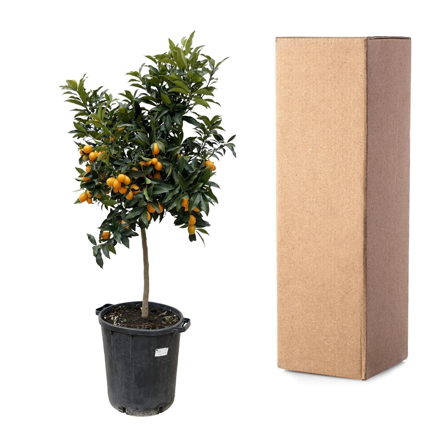 Kumquatbaum Fortunelle - Citrus Kumquat - 150 cm - ø40