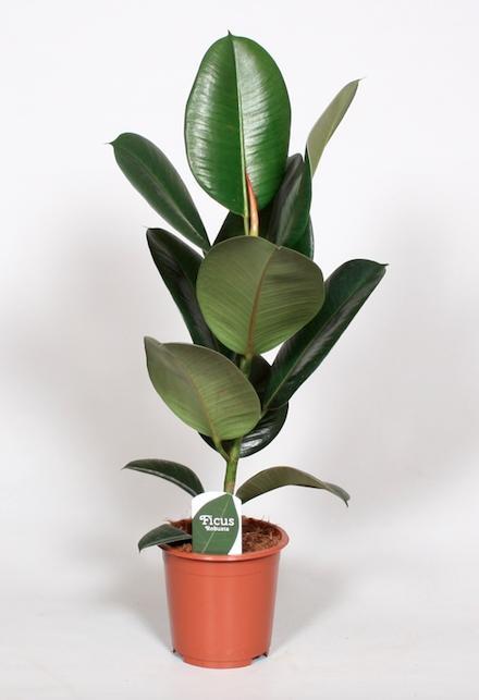 Gummibaum Ficus Elastica Robusta - Ø17cm - ↕65cm