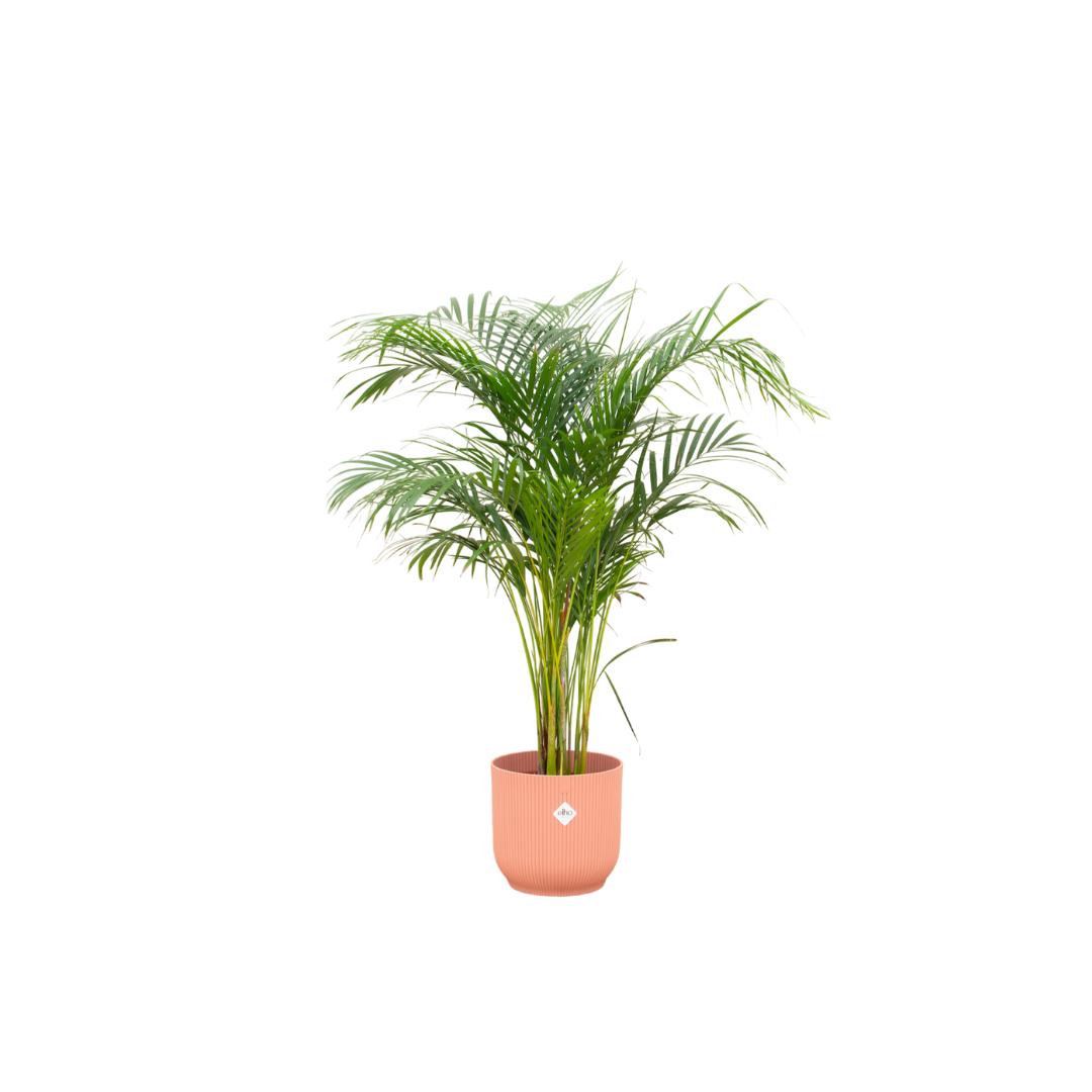 Arecapalme Dypsis lutescens inklusive elho Vibes Fold Round Topf rosa Ø30 - 140 cm