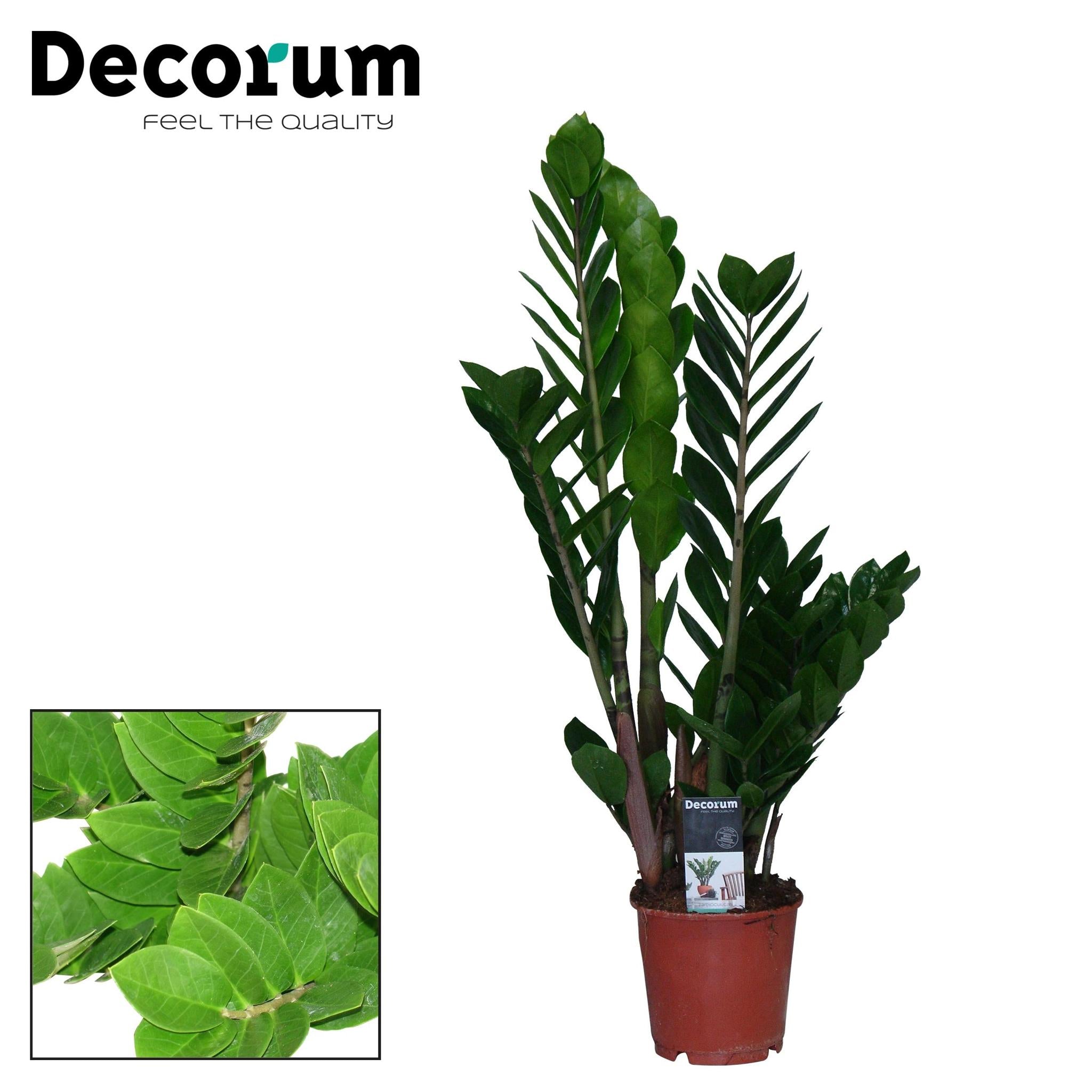 Zamioculcas Zamiifolia - Ø14cm - ↕65cm