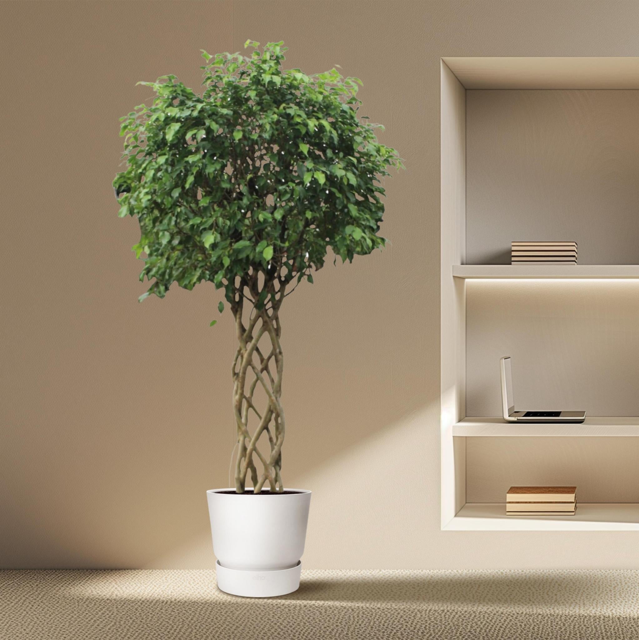 Birkenfeige - Ficus Benjamina Exotica geflochtener Stamm - 250 cm - ø55