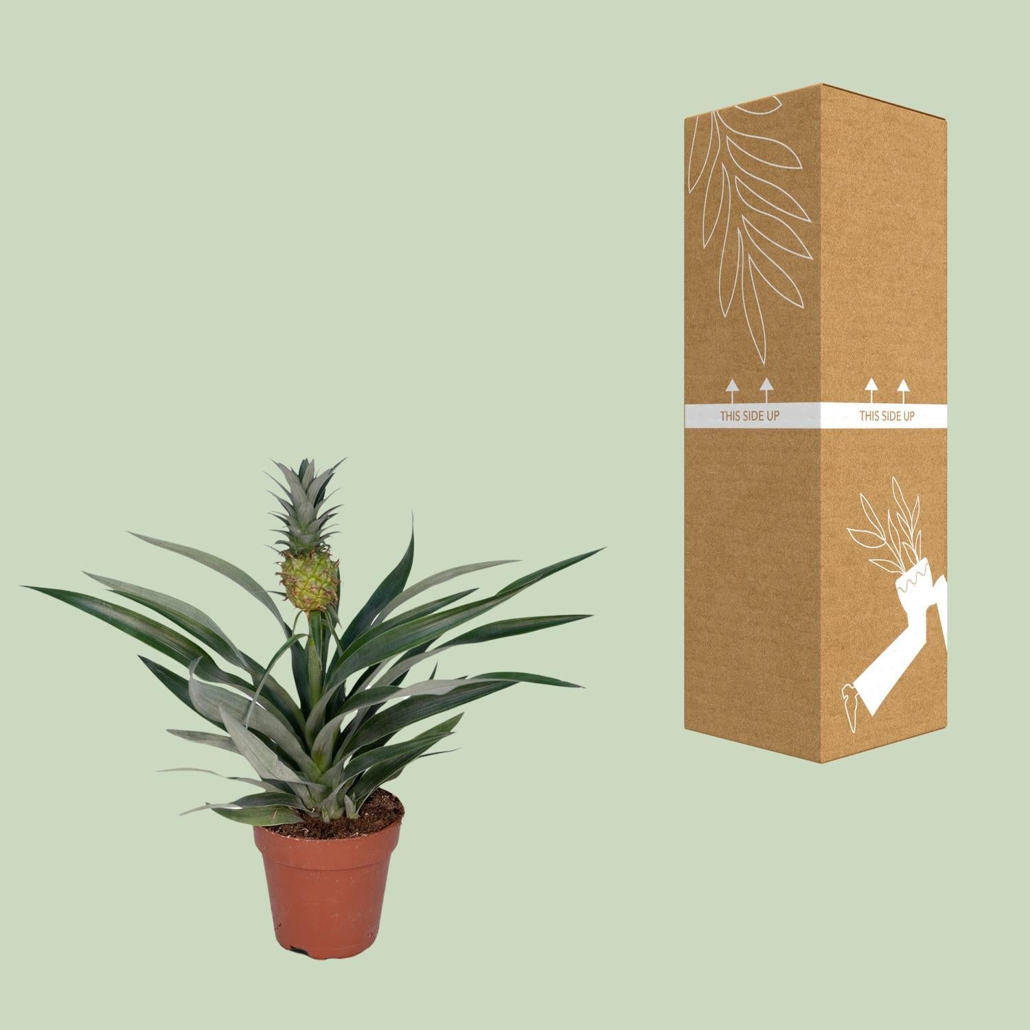 Ananaspflanze - Bromelia Ananas - Ø12cm - ↕30cm