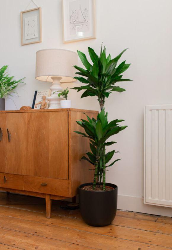 Drachenbaum Janet Lind - Dracaena Janet Lindt