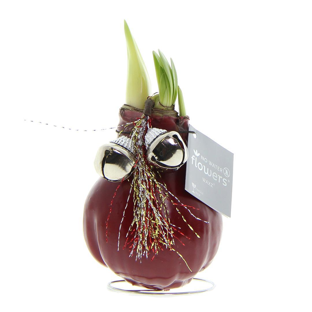 No Water Flowers® (wax amaryllis) | Waxz® Jingle Bellz - Bordeaux + Red flower