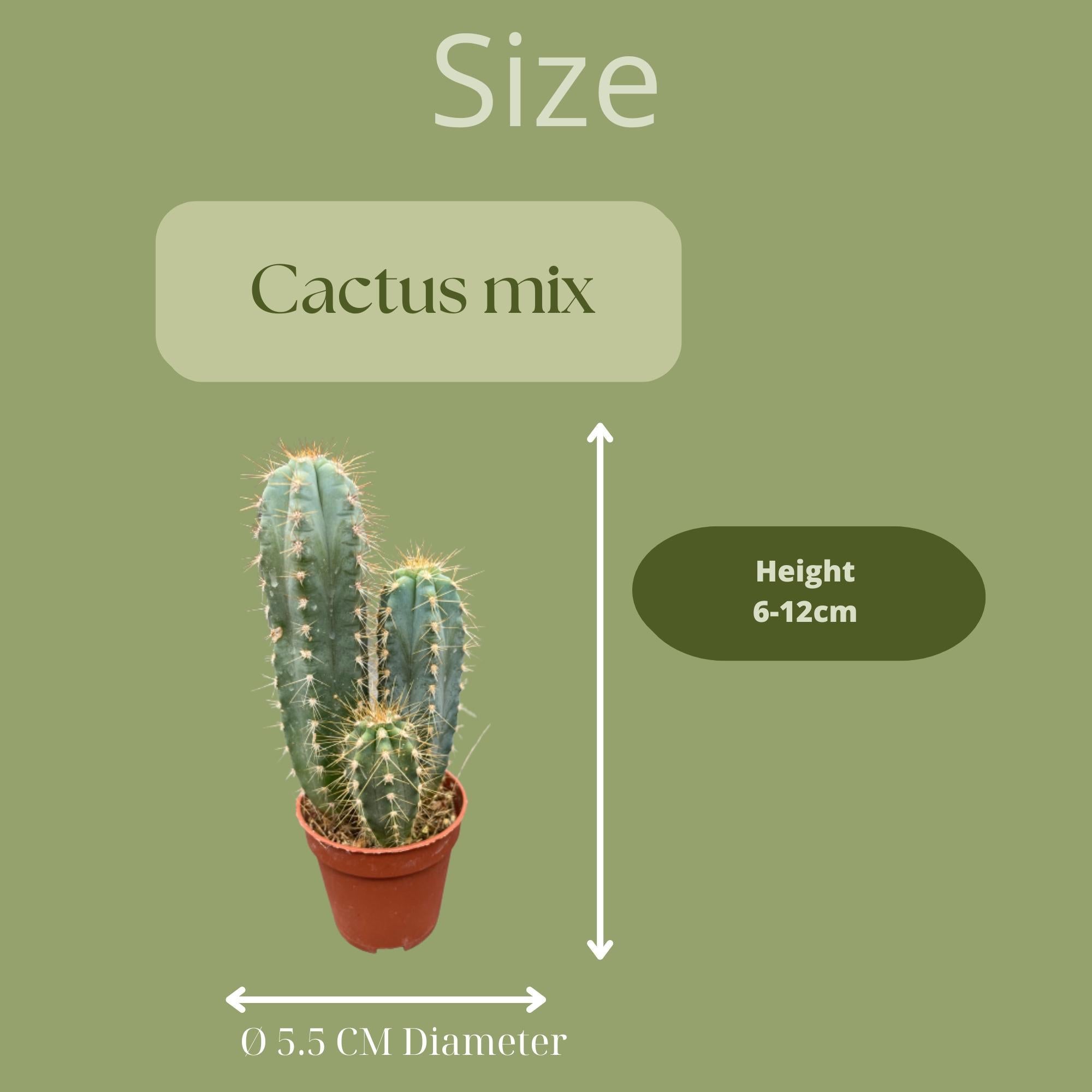 Kaktusmischung 20 verschiedene Sorten - 5,5cm Ø - 6-12cm hoch - (20 Stück)