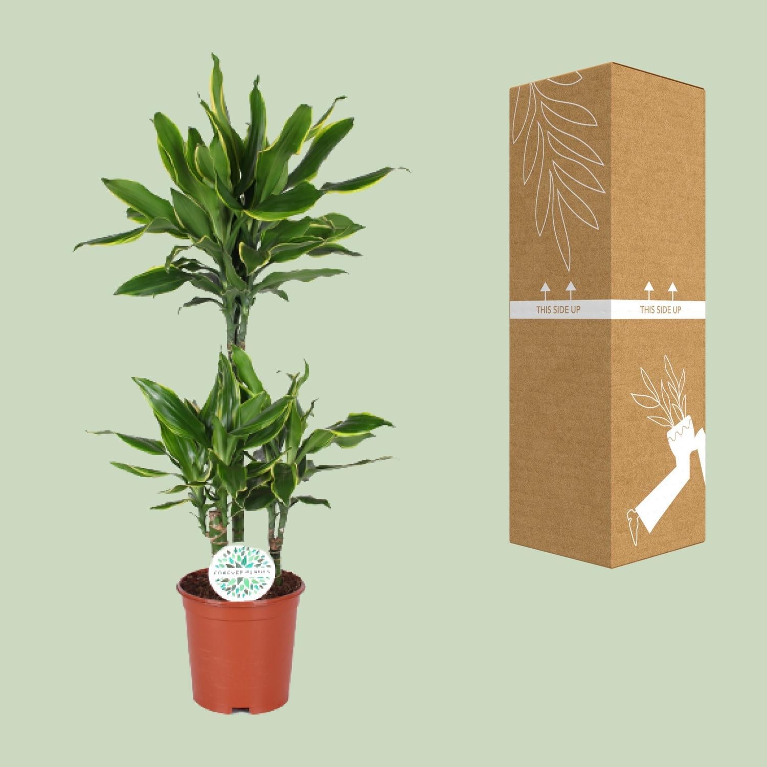 Dracaena Gouden Kust - Ø24cm - ↕125cm