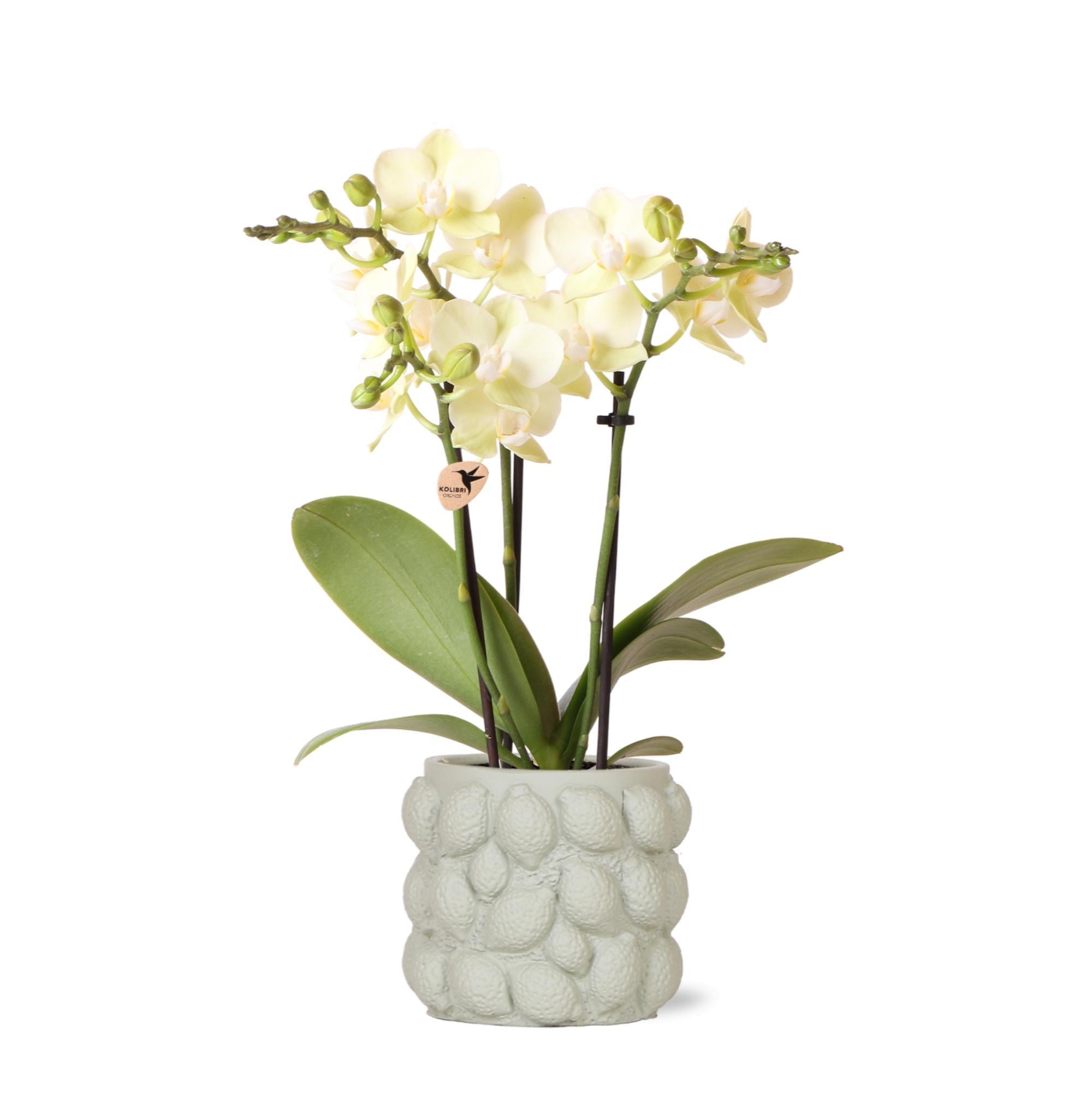 Orchidee gelbe Phalaenopsis-Orchidee - Mexiko + Citrus-Ziertopf grün - Topfgröße Ø9cm - 40cm hoch | blühende Zimmerpflanze im Blumentopf - frisch vom Züchter