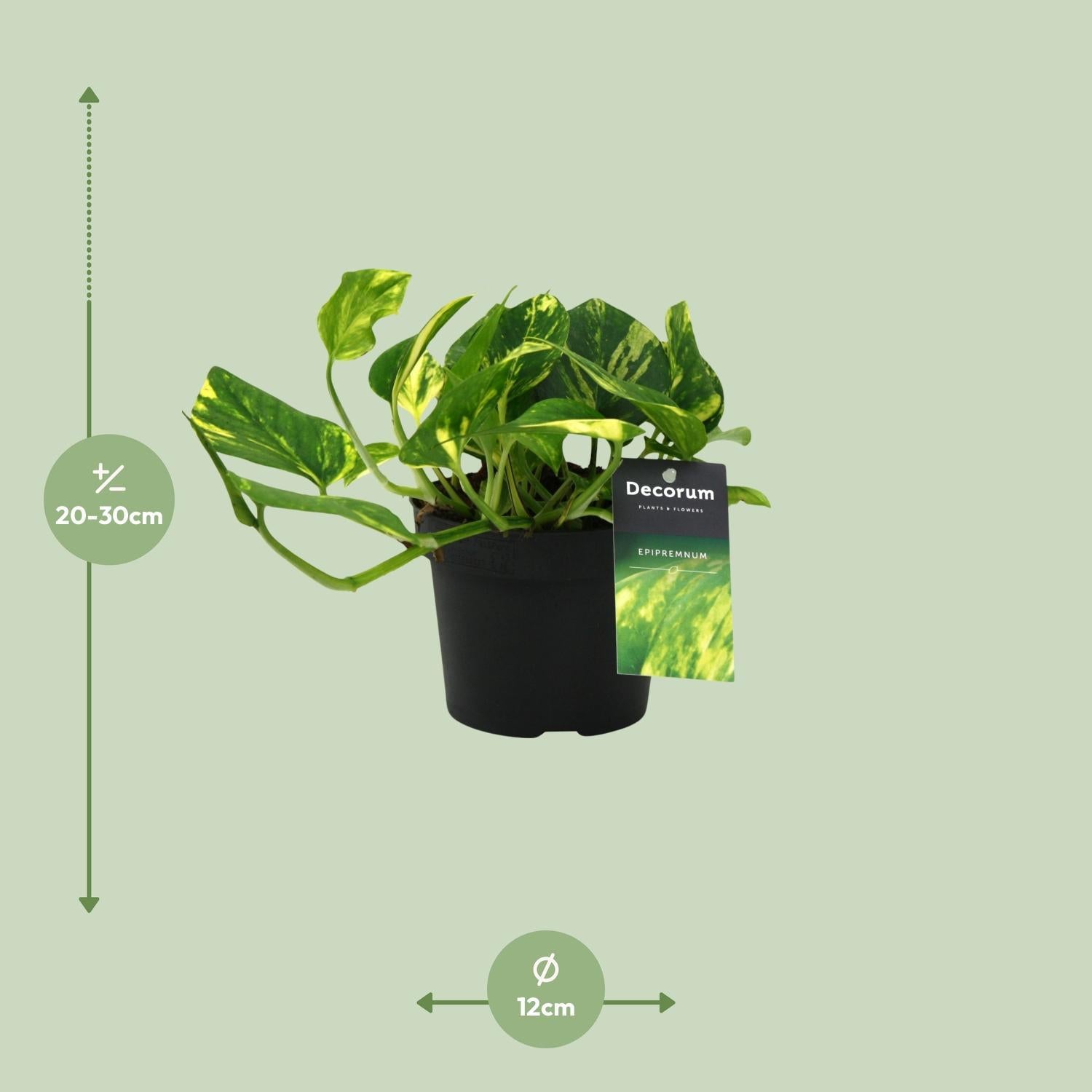 Scindapsus (Epipremnum) N'joy Goud - Ø12cm - ↕25cm