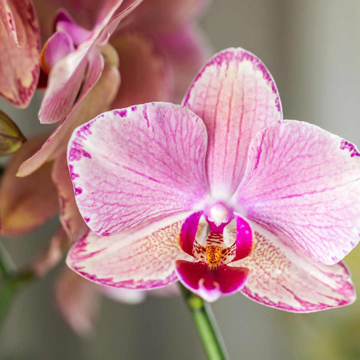 Orchidee 4 Phalaenopsis-Orchideen - Pirate Picotee - Topfgröße Ø12cm | Blühende Zimmerpflanze - Frisch vom Züchter