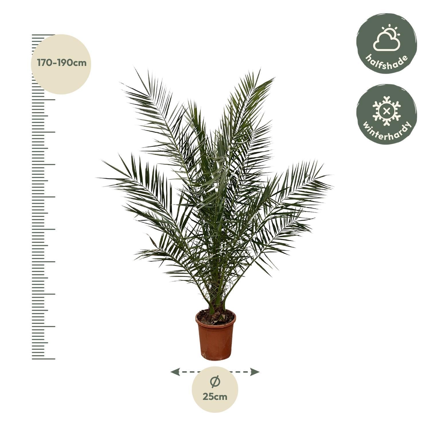 Phoenix Canariensis - 180cm - Ø25