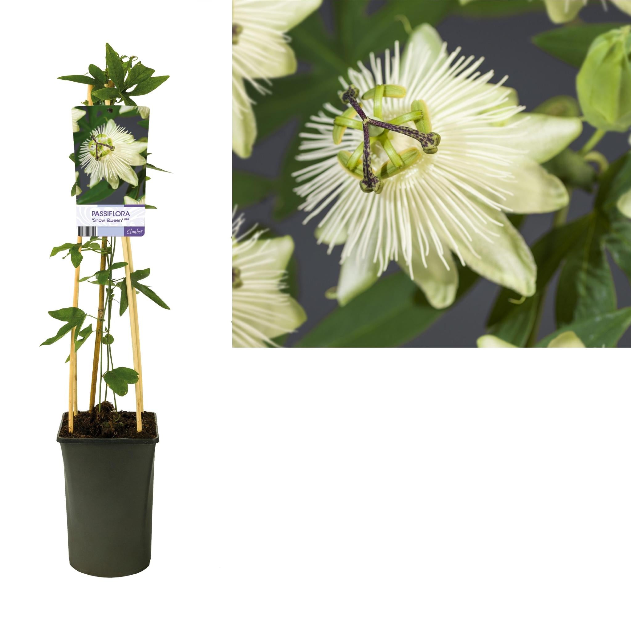 Passiflora 'Snow Queen' PBR +lichtlabel - Ø17cm - ↕75cm