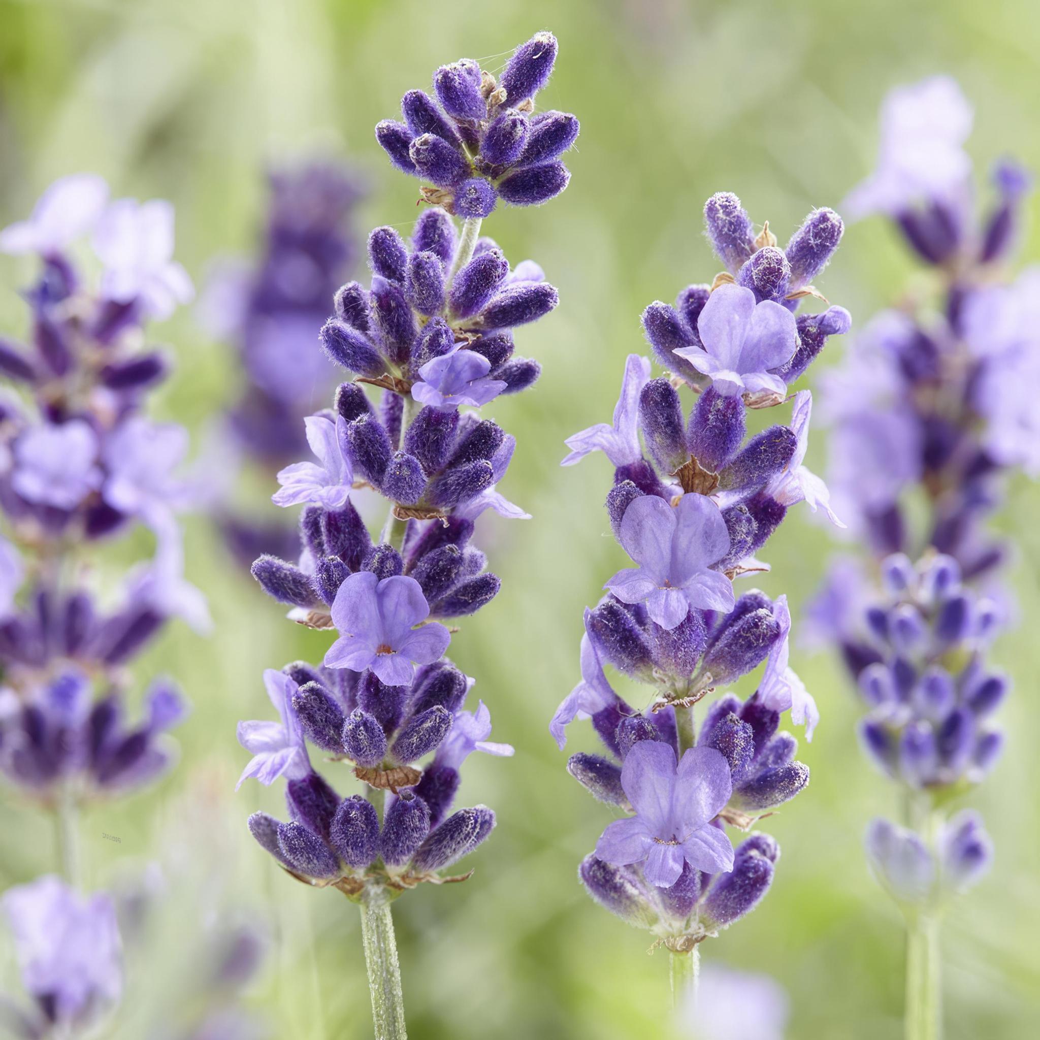 Lavendel - Lavandula 'Hidcote' - ↕10-25cm - Ø9cm - 12 Stück