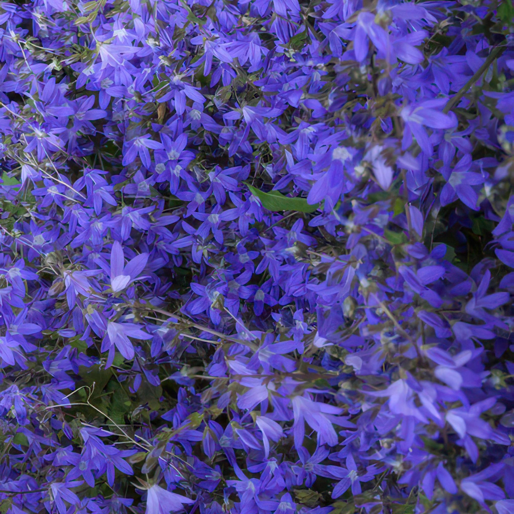 Hängepolster Glockenblume - Campanula poscharskyana 'Stella' - ↕10-25cm - Ø9cm - 40x