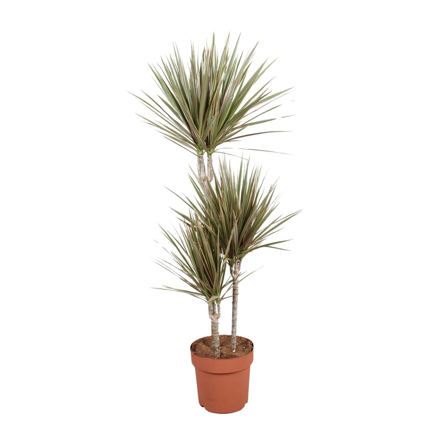 Drachenbaum Bicolor - Dracaena Bicolor - Ø21cm - ↕120cm