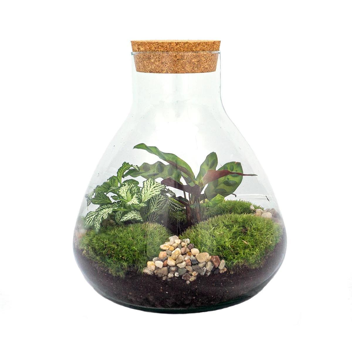 DIY-terrarium – Sammie – ↕ 27 cm