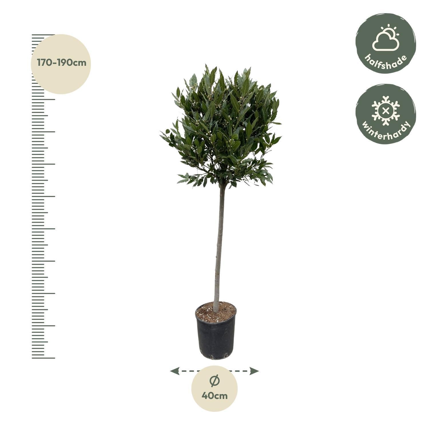 Laurus Nobilis steel - 210 cm - ø40